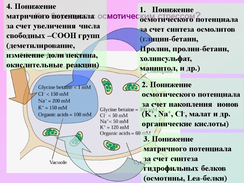 Как бороться с осмотическим стрессом? Понижение  осмотического потенциала за счет синтеза осмолитов 
